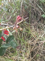 Macleania cordifolia