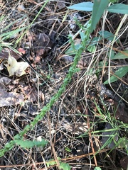 Symphyotrichum walteri