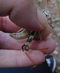 Melanoplus ponderosus