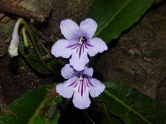 Streptocarpus primulifolius