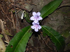 Streptocarpus primulifolius