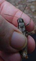 Melanoplus ponderosus