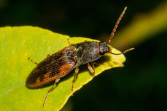 Conoderus scalaris