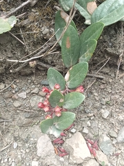 Macleania cordifolia
