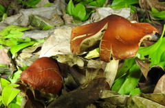Leratiomyces squamosus thraustus