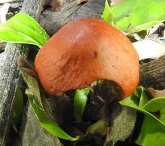 Leratiomyces squamosus thraustus