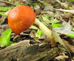 Leratiomyces squamosus thraustus