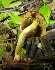 Leratiomyces squamosus thraustus