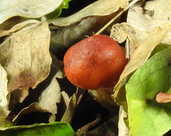 Leratiomyces squamosus thraustus