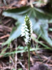 Spiranthes ovalis