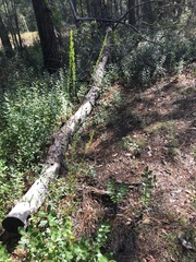 Solidago virgata