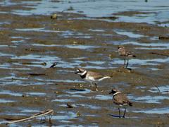 Charadrius hiaticula tundrae