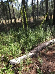 Solidago virgata