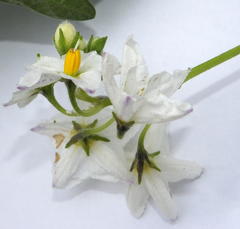 Solanum muricatum