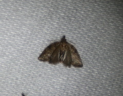 Meritastis ursina