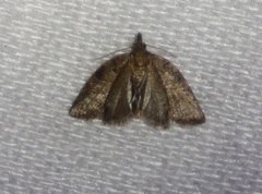 Meritastis ursina