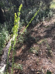 Solidago virgata