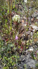 Castilleja densiflora densiflora