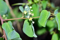 Helinus integrifolius