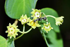 Helinus integrifolius