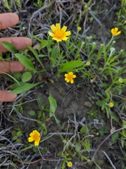 Tetraneuris linearifolia