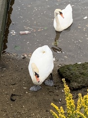Cygnus olor