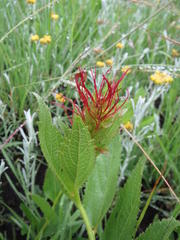 Acalypha punctata punctata