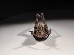 Dracotettix monstrosus