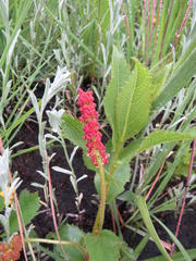 Acalypha punctata punctata