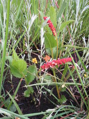 Acalypha punctata punctata