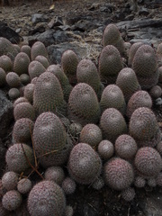 Mammillaria beneckei