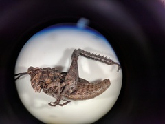 Dracotettix monstrosus