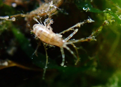 Ischyroceridae