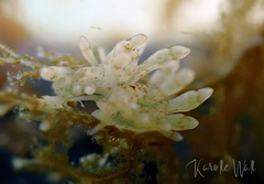 Eubranchus rupium