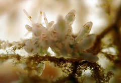 Eubranchus rupium