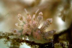 Eubranchus rupium