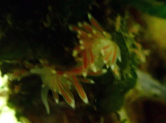 Cuthona divae
