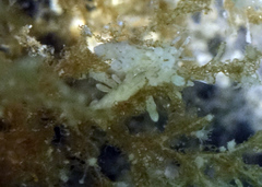 Eubranchus rupium