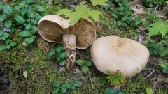 Tricholoma grave