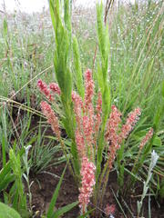Acalypha depressinerva
