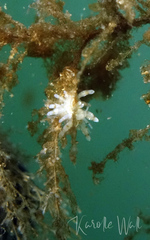 Eubranchus rupium