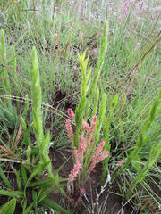 Acalypha depressinerva