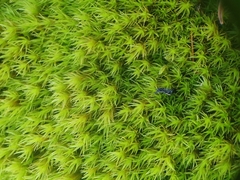 Grimmia ramondii