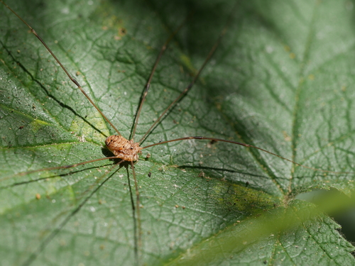 Aggregating Harvestman