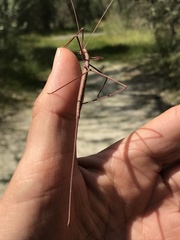 Phasmodes ranatriformis