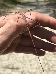 Phasmodes ranatriformis