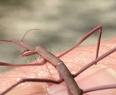 Phasmodes ranatriformis