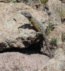 Pseudocordylus subviridis