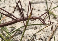 Phasmodes ranatriformis