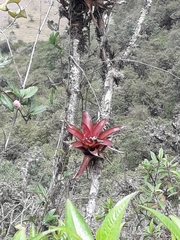Tillandsia complanata